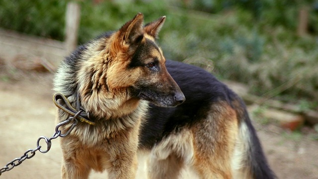 链接德国牧羊犬视频素材