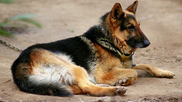 链接德国牧羊犬视频素材