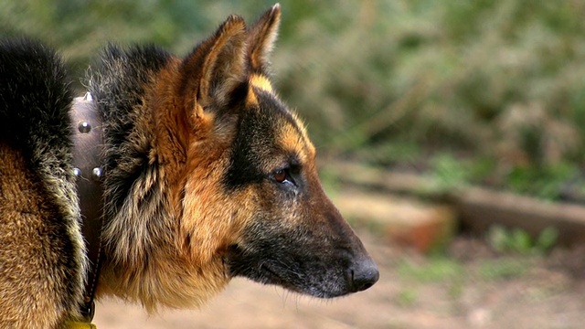 链接德国牧羊犬视频素材