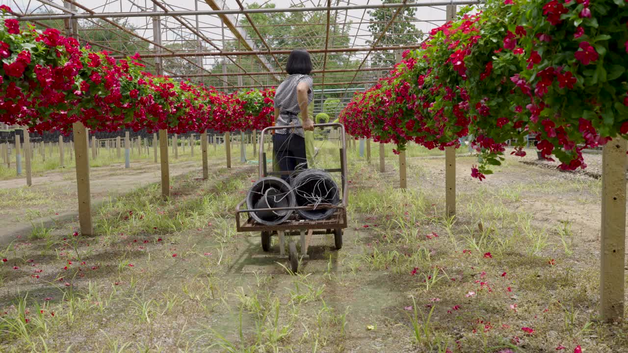 老年农妇对温室苗圃观赏植物养护的农业活动视频素材