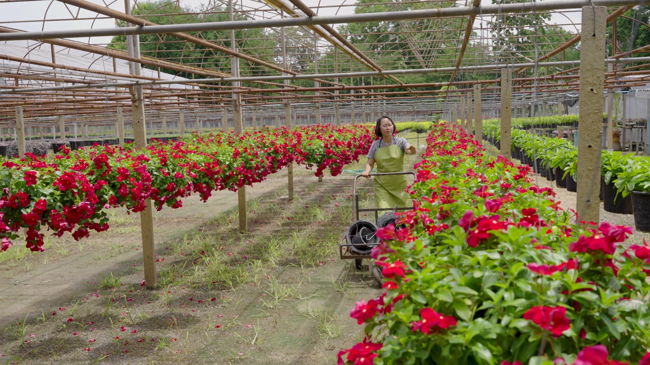 高级农妇在温室苗圃园艺观赏植物视频素材