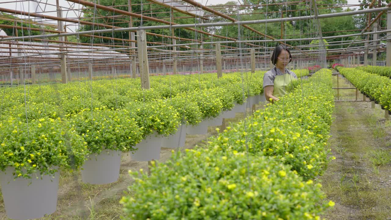 老年农妇对温室苗圃观赏植物养护的农业活动视频下载