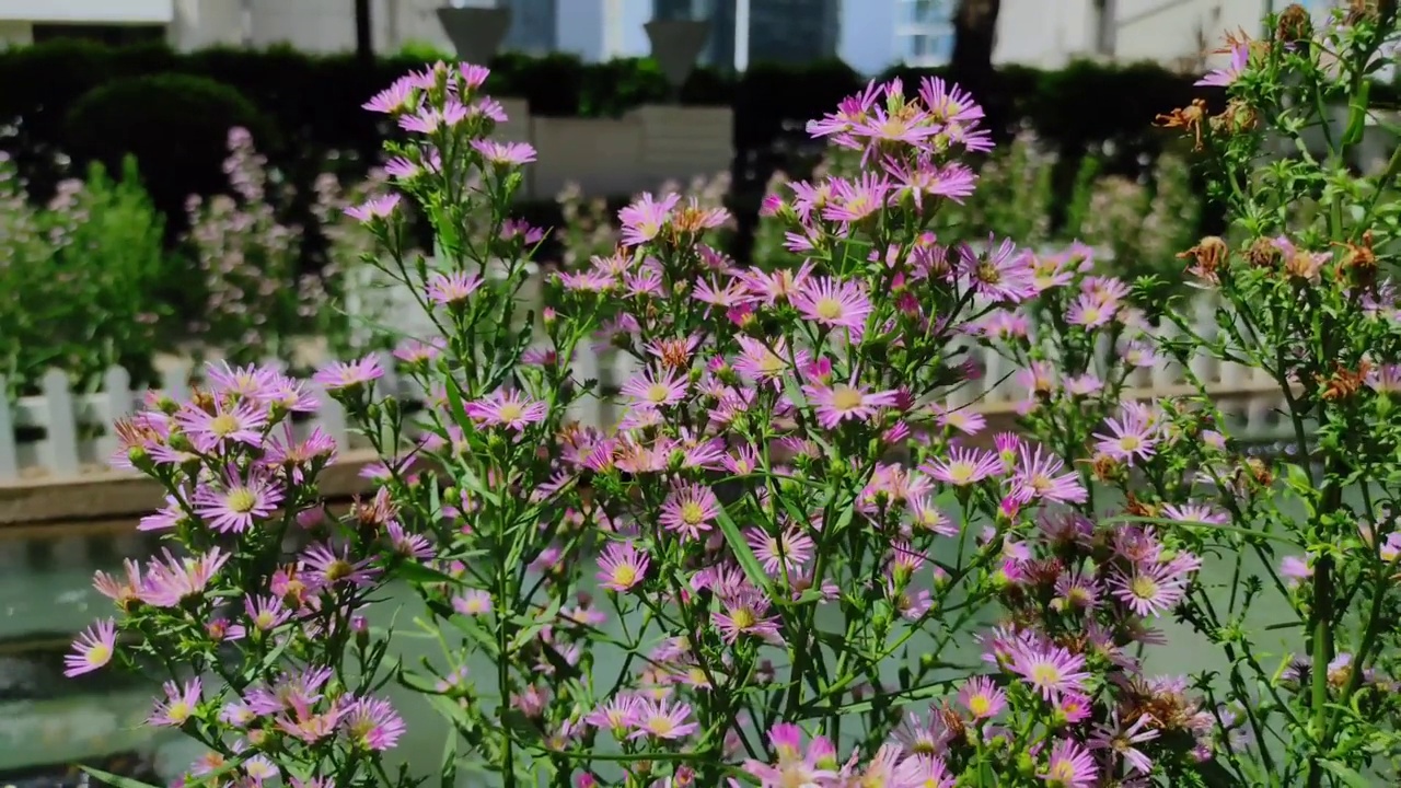 雏菊或菊科花视频素材