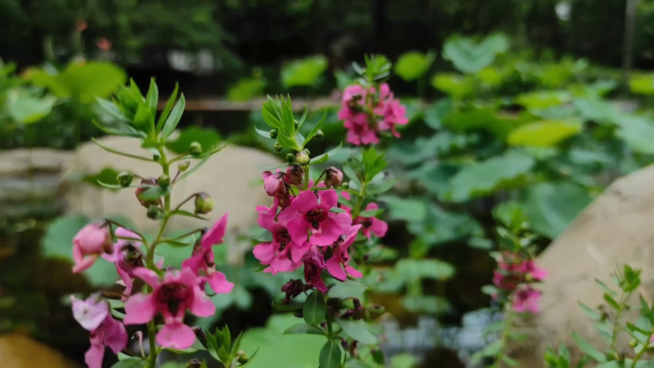 Angelonia“完美粉红天使脸”视频素材