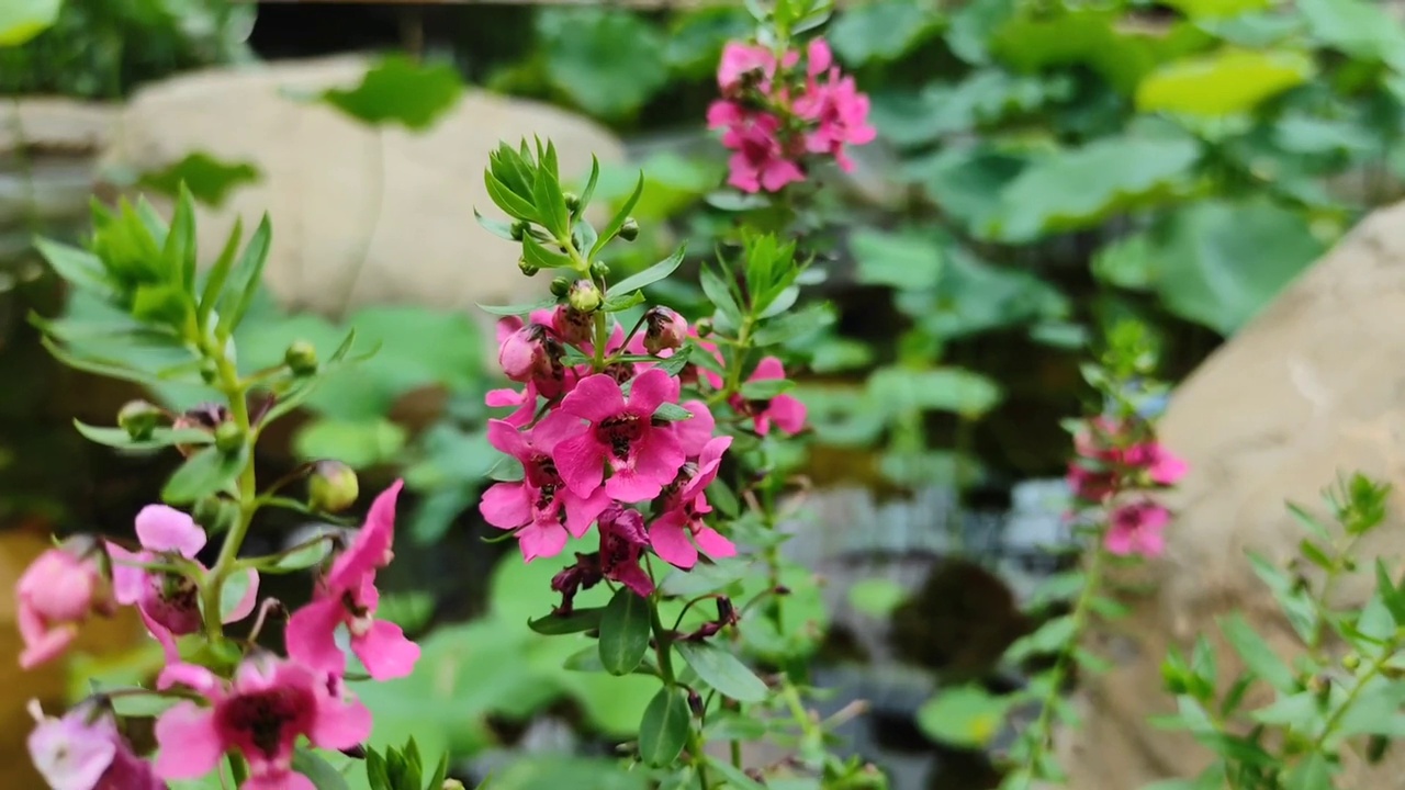 Angelonia“完美粉红天使脸”视频素材