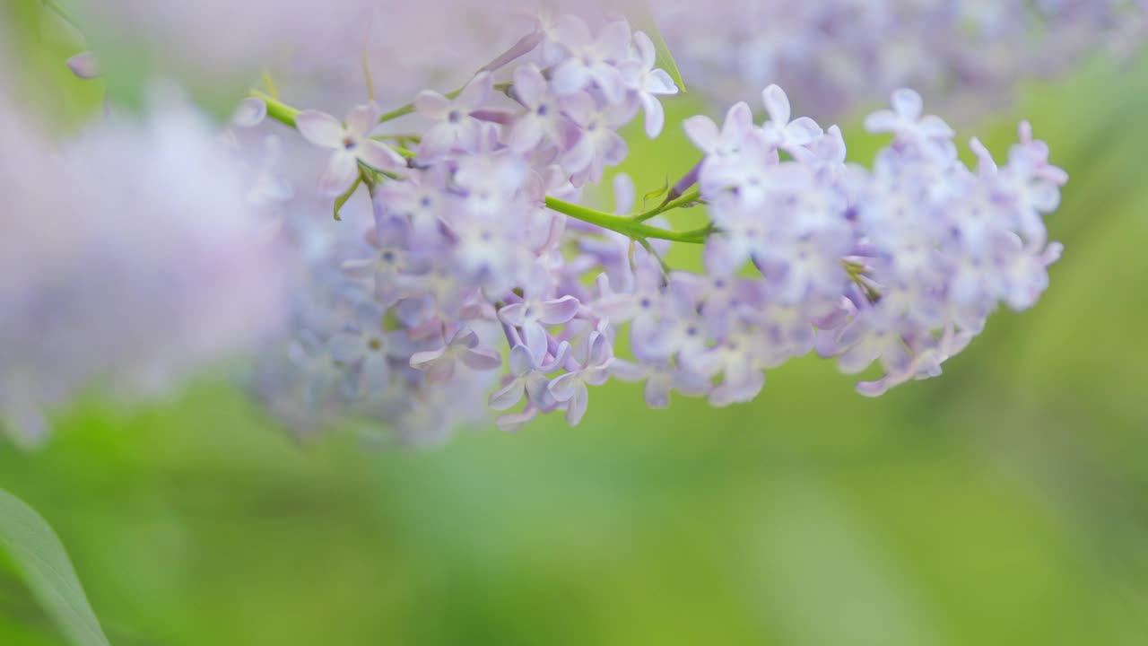 春天盛开着美丽的丁香花。大自然盛开的宏花背景。缓慢的运动。视频素材