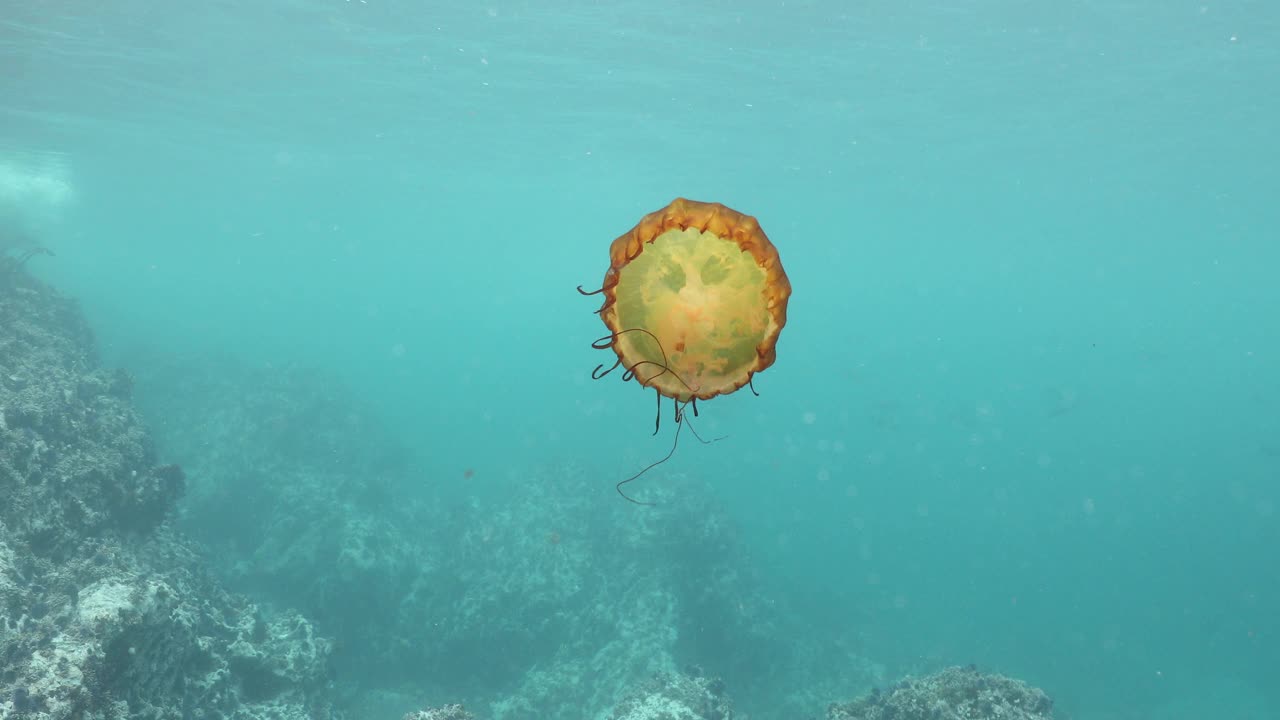 西海岸荨麻(Chrysaora fuscescens)视频素材