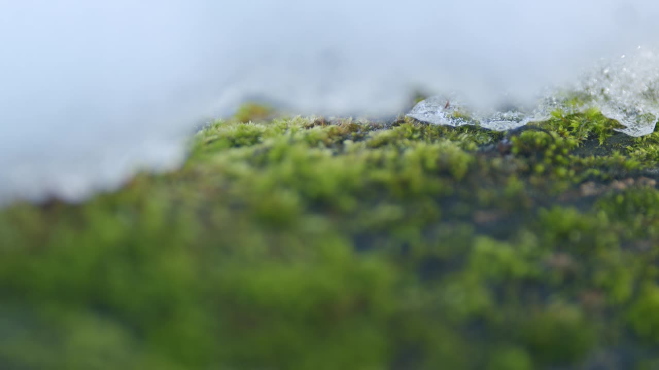 春林的青苔上铺着最后一场雪。架的焦点。视频素材