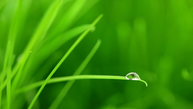 雨滴落在草叶上视频素材