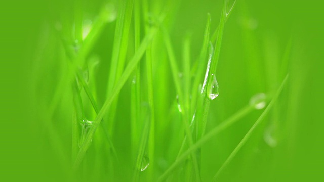 新鲜的草，露珠和阳光视频素材