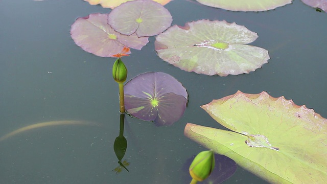 蜻蜓在荷塘上飞翔视频素材