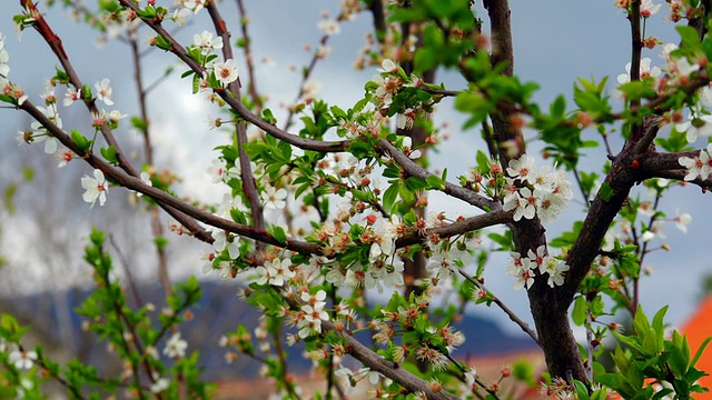 樱花和暴风雨的天空视频素材