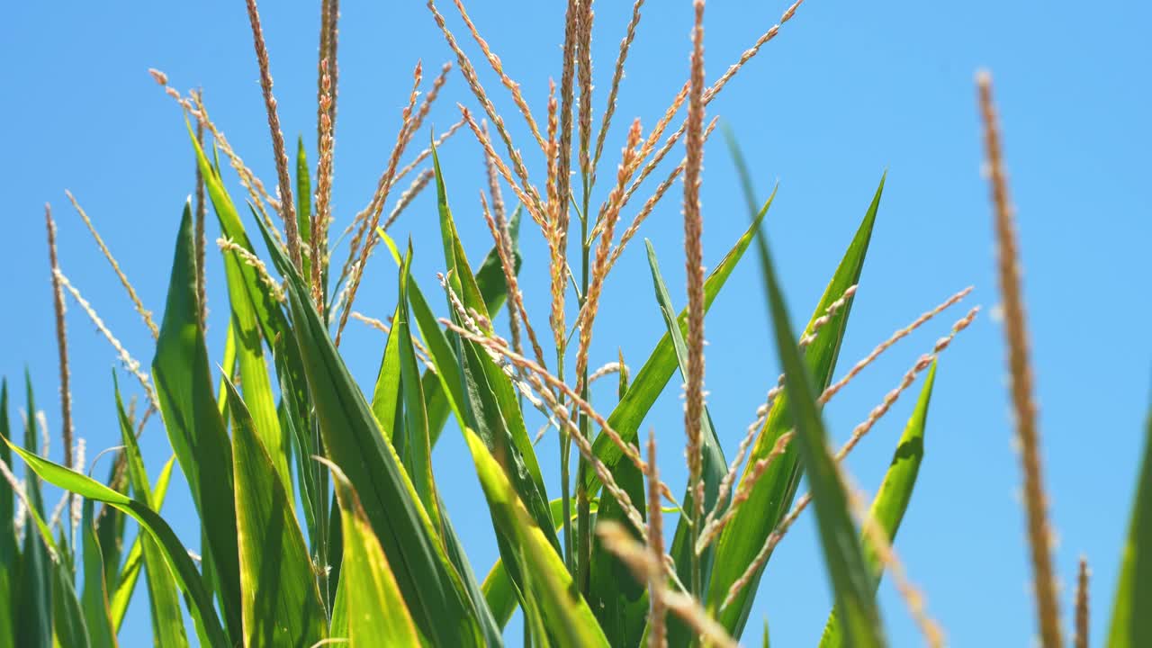 玉米植株特写视频素材