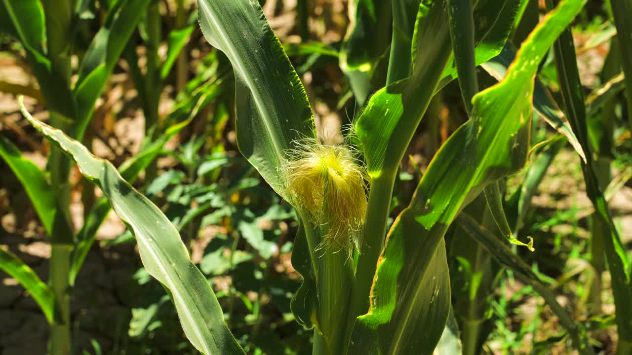 玉米植物特写视频素材