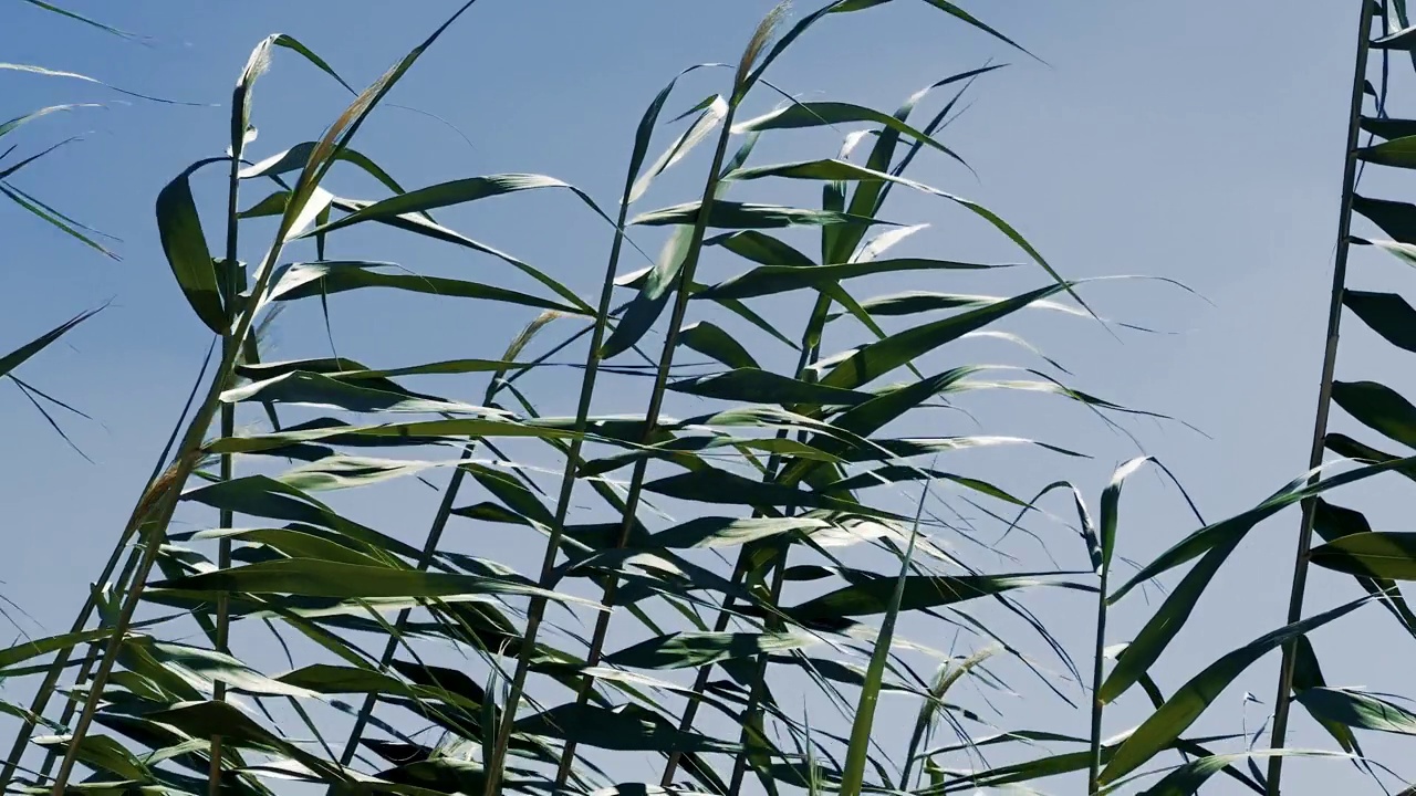 草叶在风中摇摆视频素材