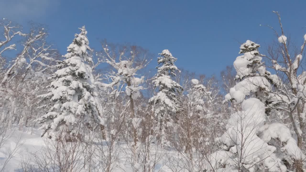 冷杉树在白雪皑皑的冬季景观视频素材