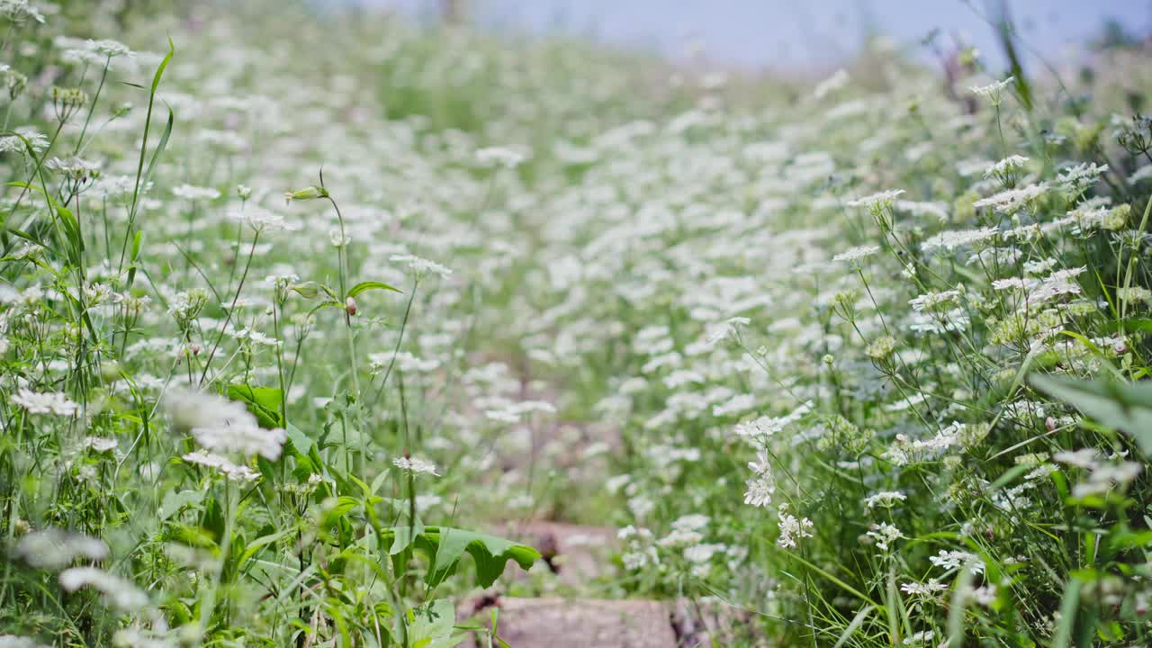 在一个阳光明媚的夏日，山上开满了白色的野花。视频素材