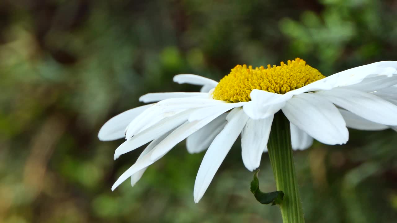 花园里的白色雏菊在风中摇曳视频素材