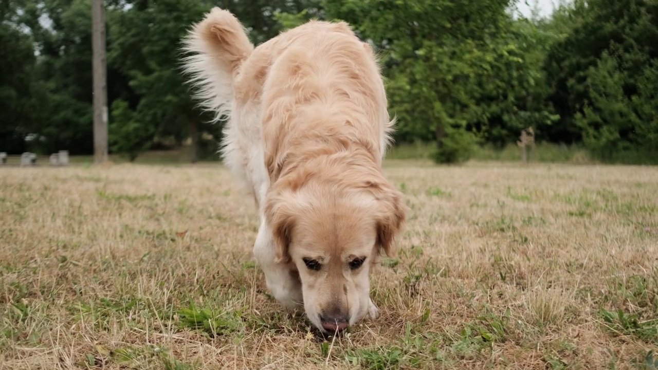 年轻的金毛猎犬在户外散步视频素材