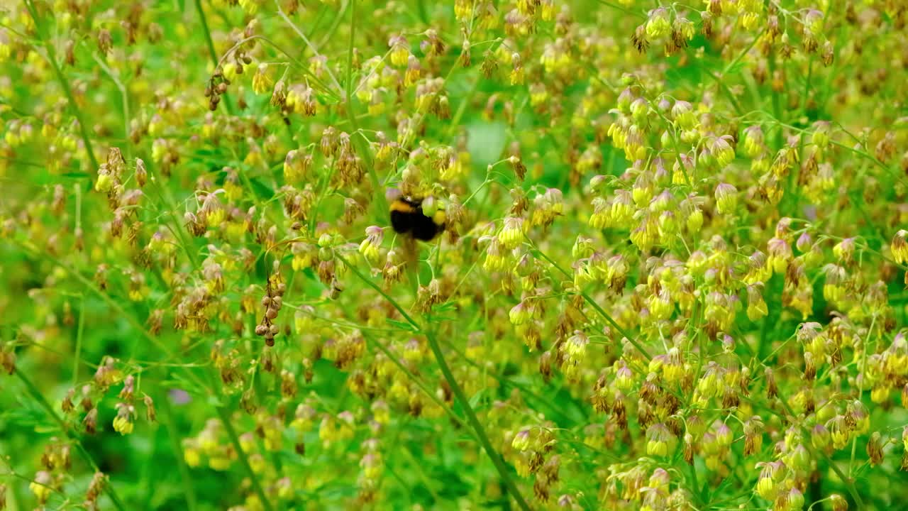 夏天，大黄蜂在植物园里为黄色灌木授粉，慢镜头视频素材