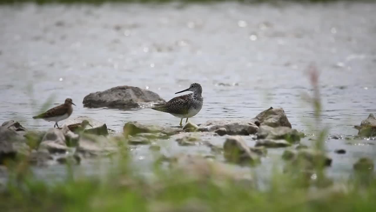 河中浅水区的滨鸟视频素材