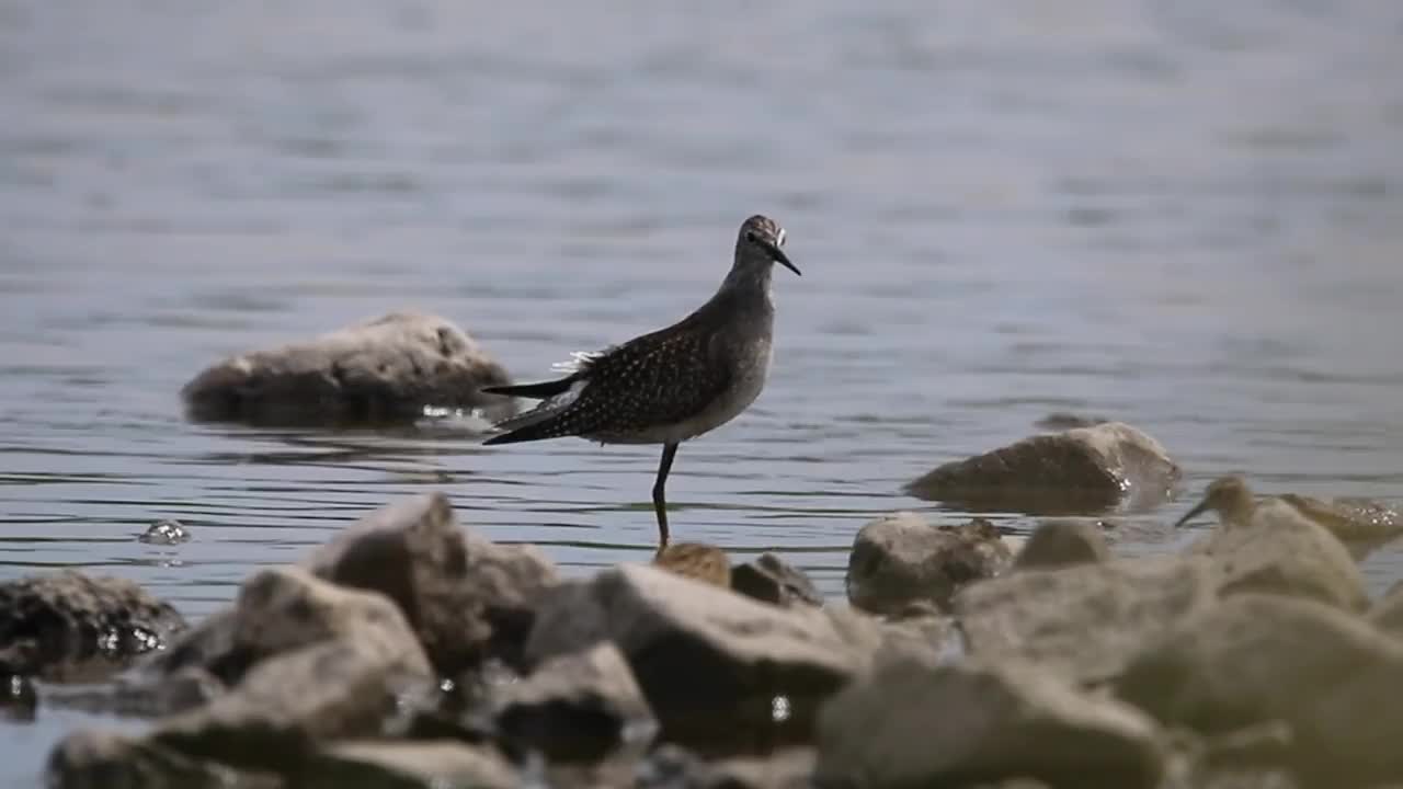 河中浅水区的滨鸟视频素材