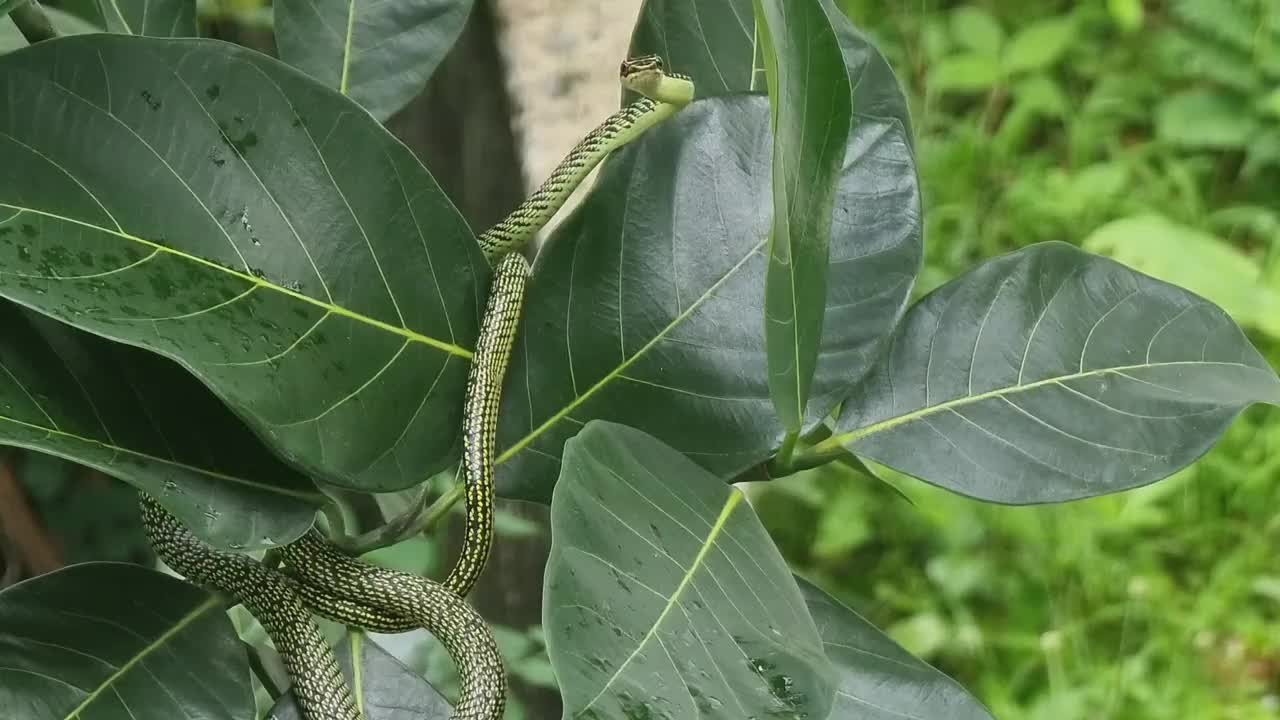 一条绿色的蛇有棕色的条纹。在树枝和树叶上等待猎物。视频下载