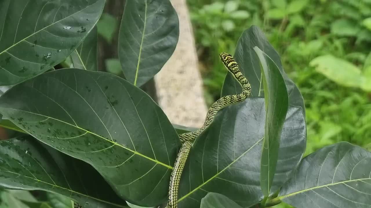 一条绿色的蛇有棕色的条纹。在树枝和树叶上等待猎物。视频下载