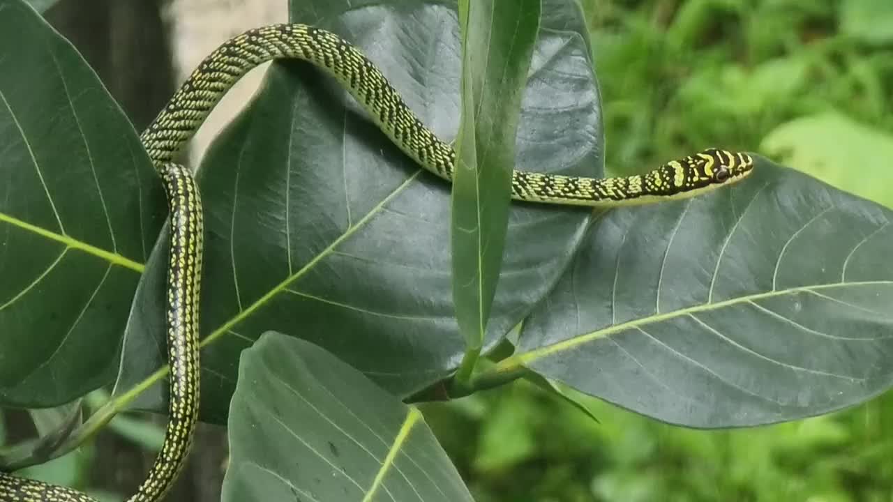 一条绿色的蛇有棕色的条纹。在树枝和树叶上等待猎物。视频下载