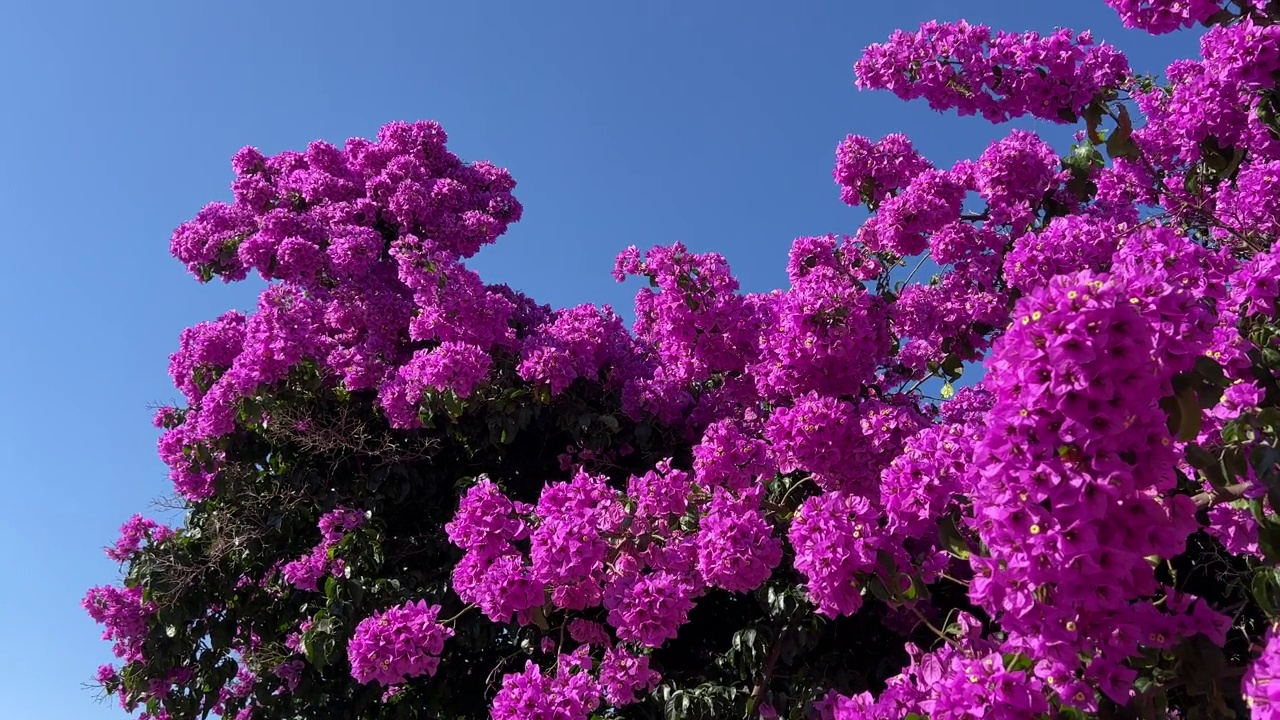 九重葛粉红色的花衬着蓝天。视频素材