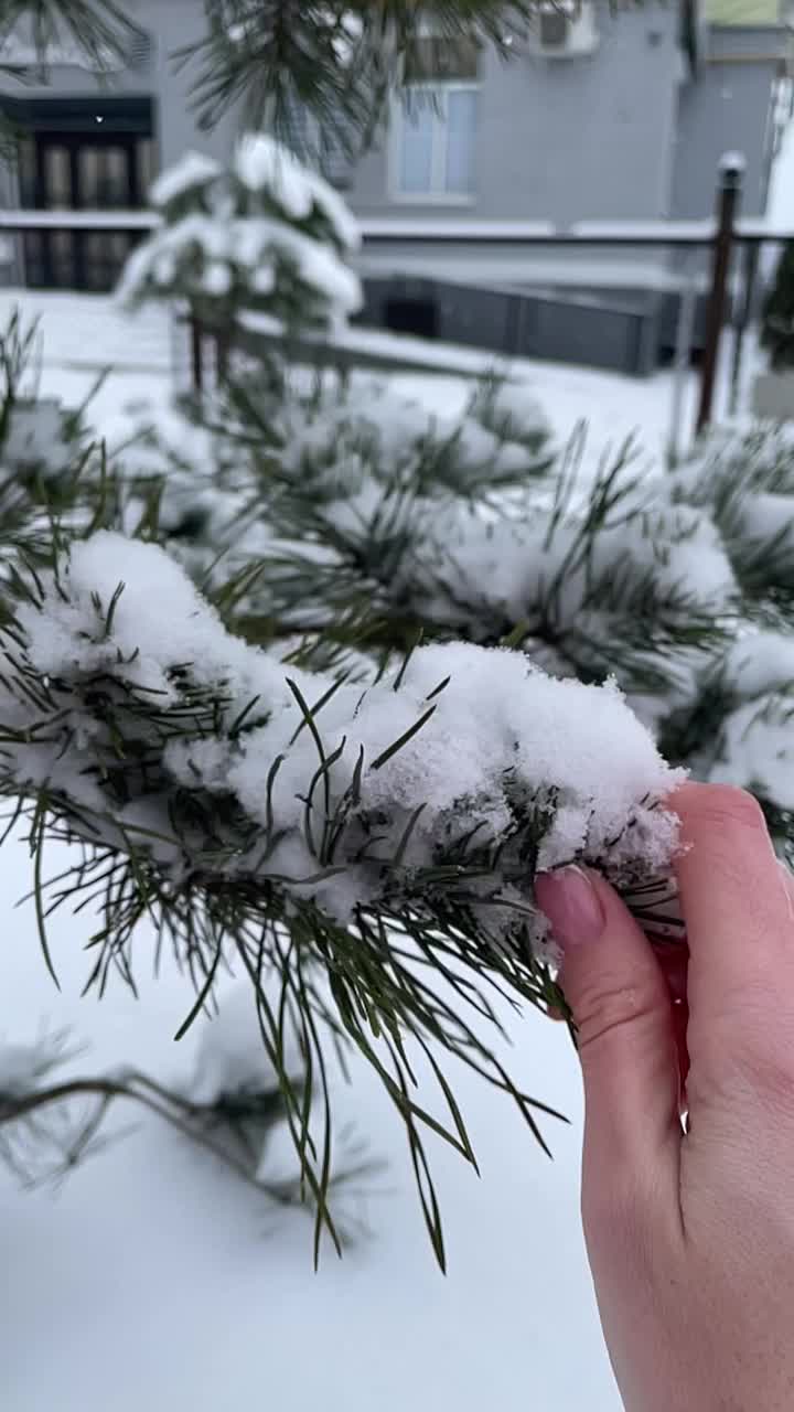 云杉树枝摇晃，雪从树枝上飘落的慢动作视频视频素材