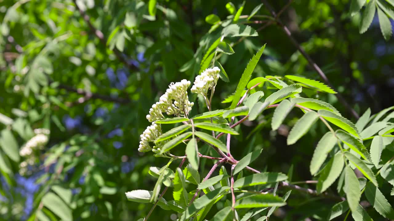 一种在春天开有绿色叶子的花楸树视频素材