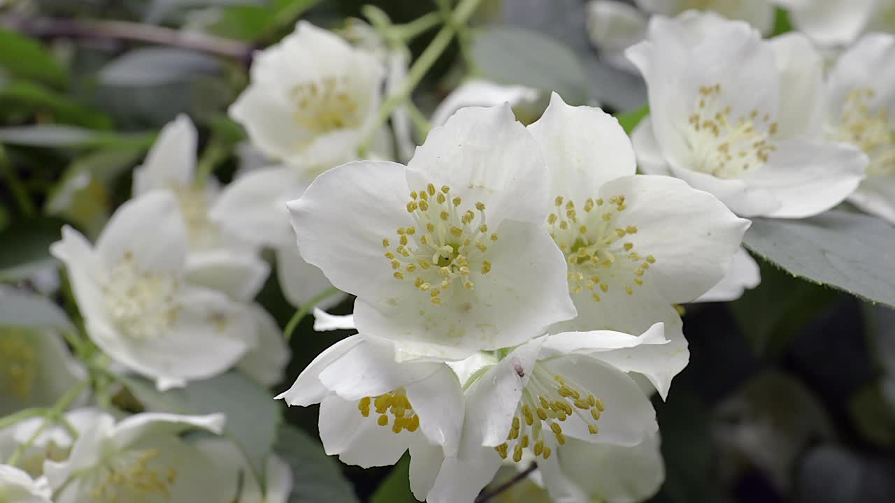 茉莉花芬芳洁白。视频素材