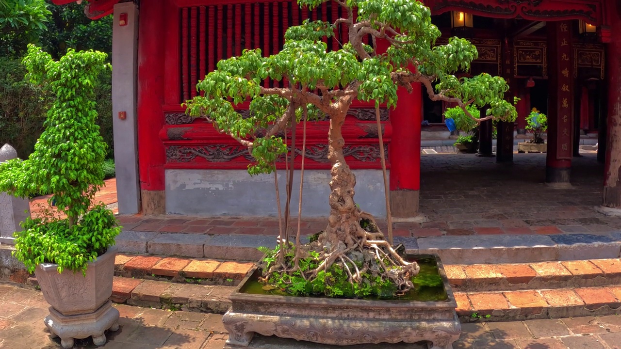 在越南河内，文庙周围环绕着美丽的花园，古老的历史建筑，盆景植物和古树视频素材