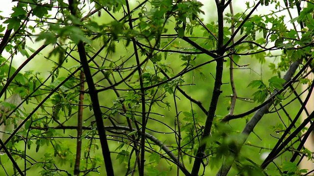 下雨视频素材