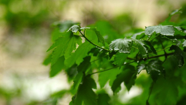 下雨视频素材