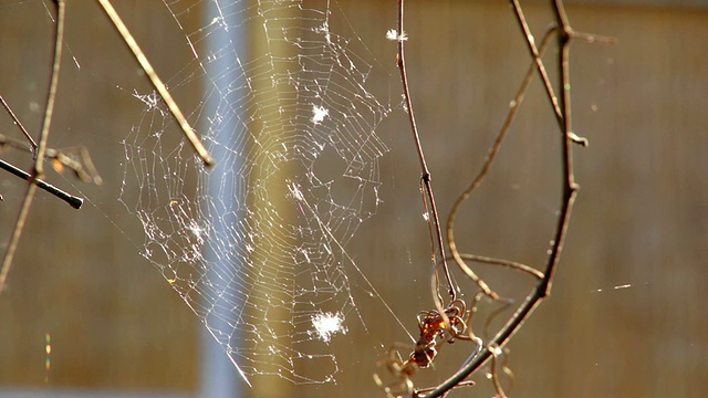 风中的蜘蛛网视频素材