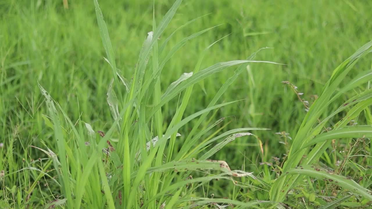 草的视频下载