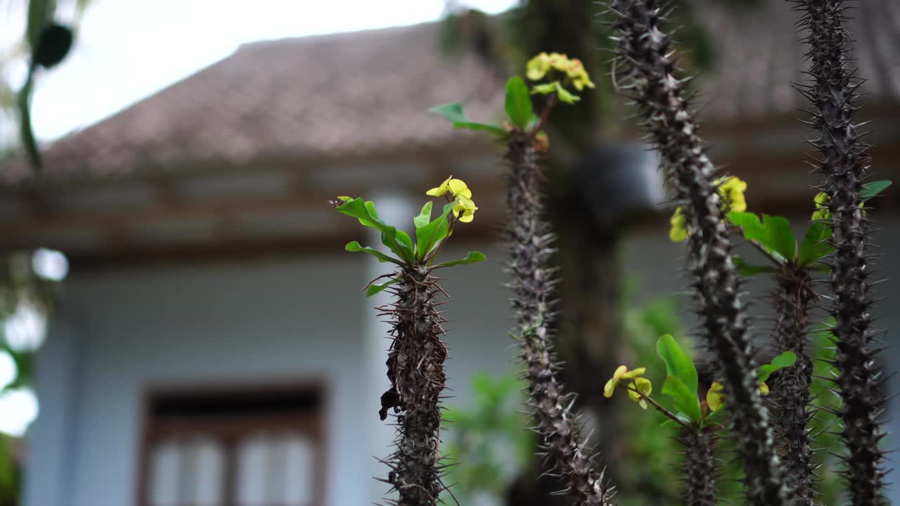 风中的荆棘王冠视频素材