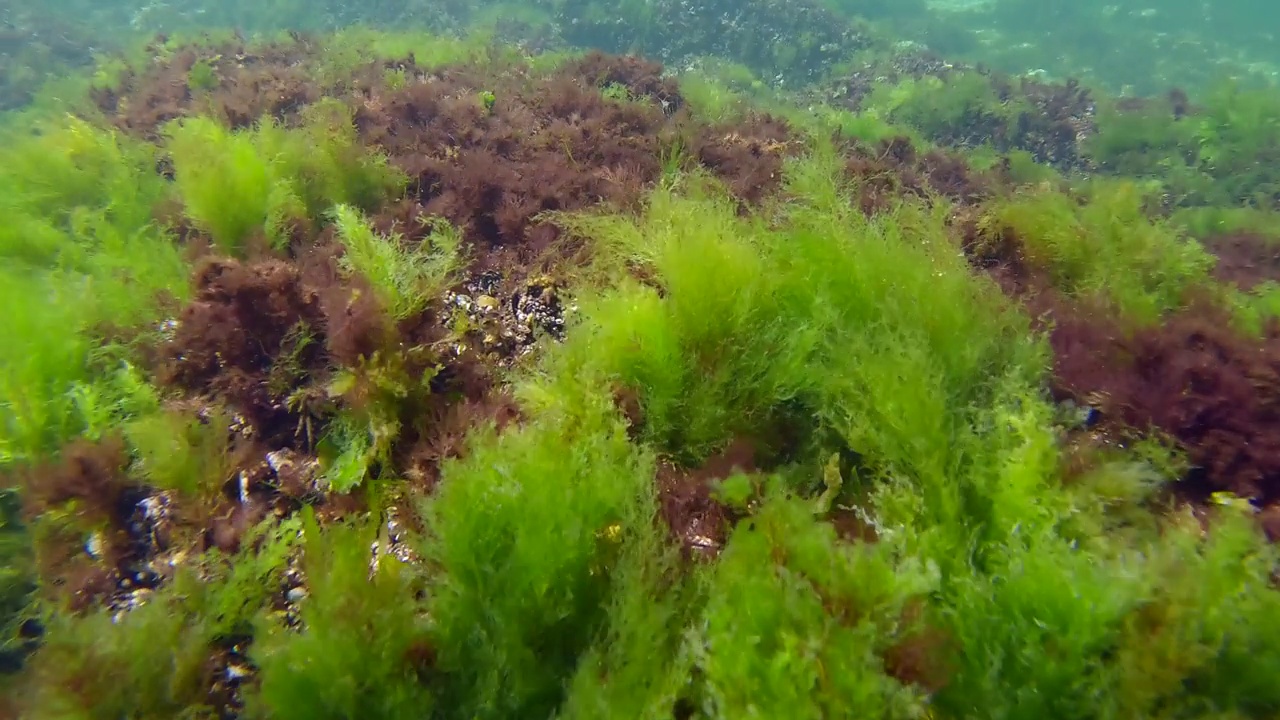 布满绿藻、海莴苣(Ulva maeotica)和褐藻(Cystoseira barbata)视频素材