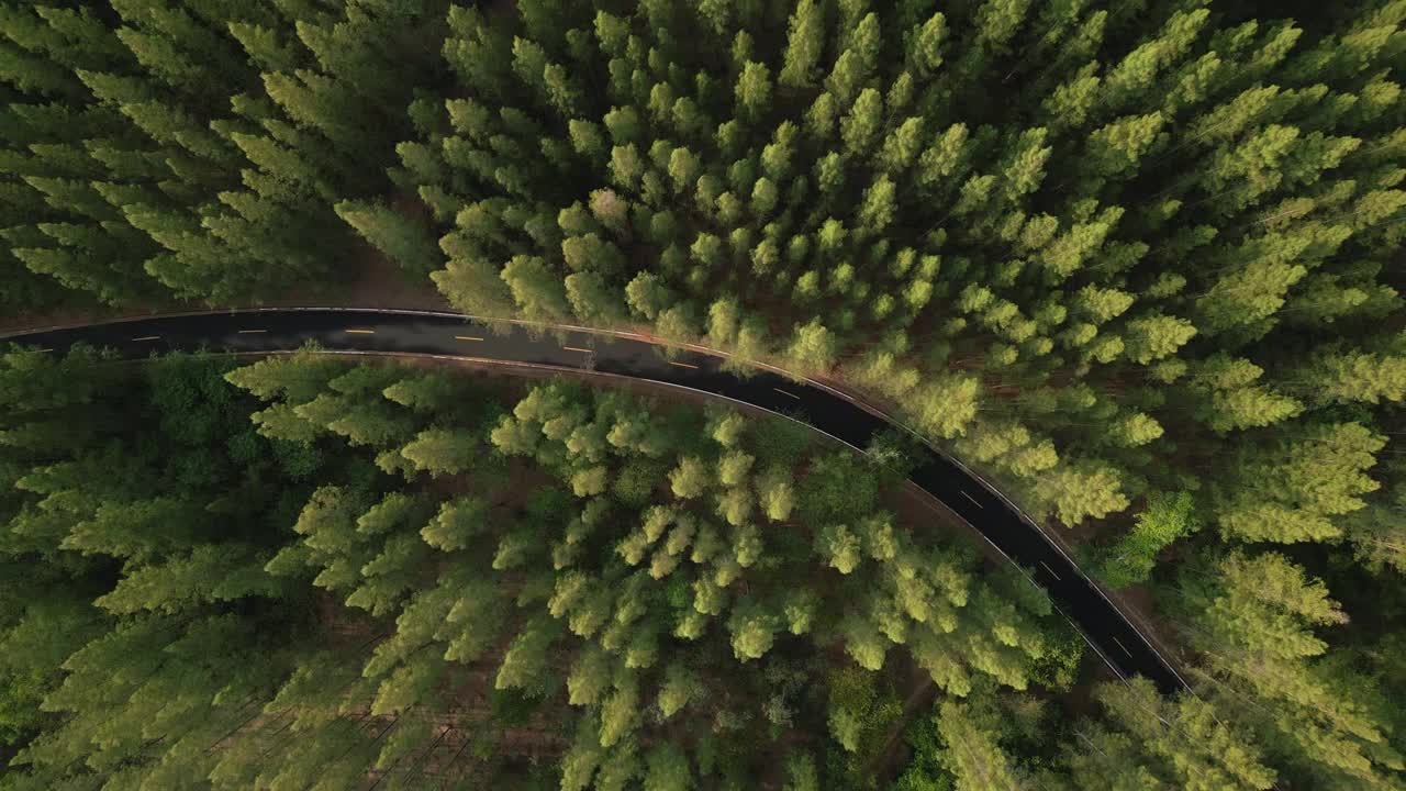 松树林中蜿蜒的道路鸟瞰图视频素材