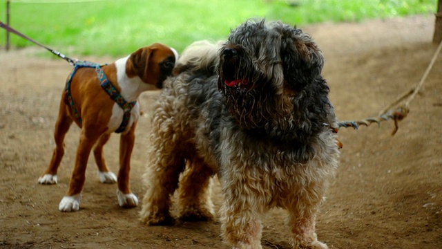 藏犬和德国拳师犬视频素材