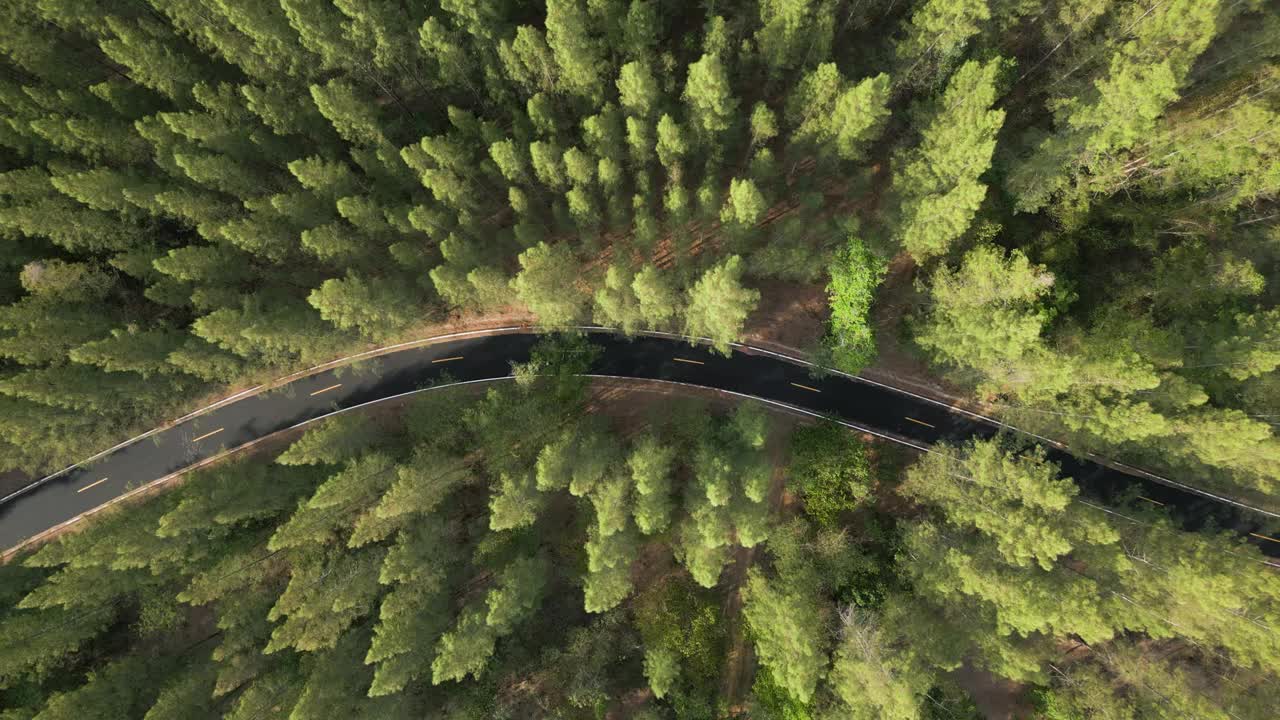 松树林中蜿蜒的道路鸟瞰图视频素材