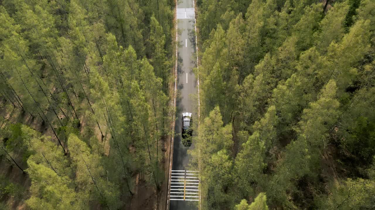 松树林中蜿蜒的道路鸟瞰图视频素材