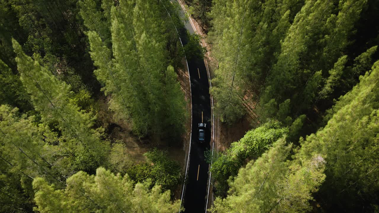 松树林中蜿蜒的道路鸟瞰图视频素材