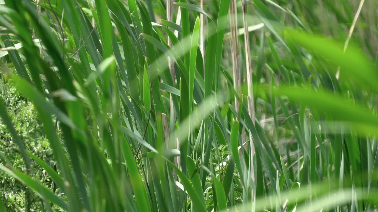 翠绿的芦苇在夏日的风中摇曳，夏日的芦苇田视频素材