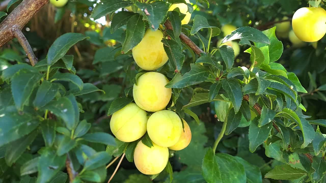 一个人正在从树上摘李子。视频素材