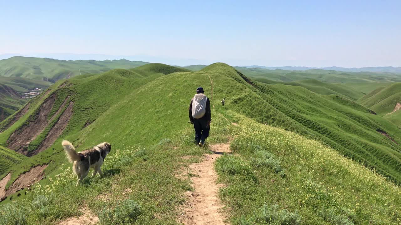 牧羊人带着他的狗在青山上的小路上散步视频素材