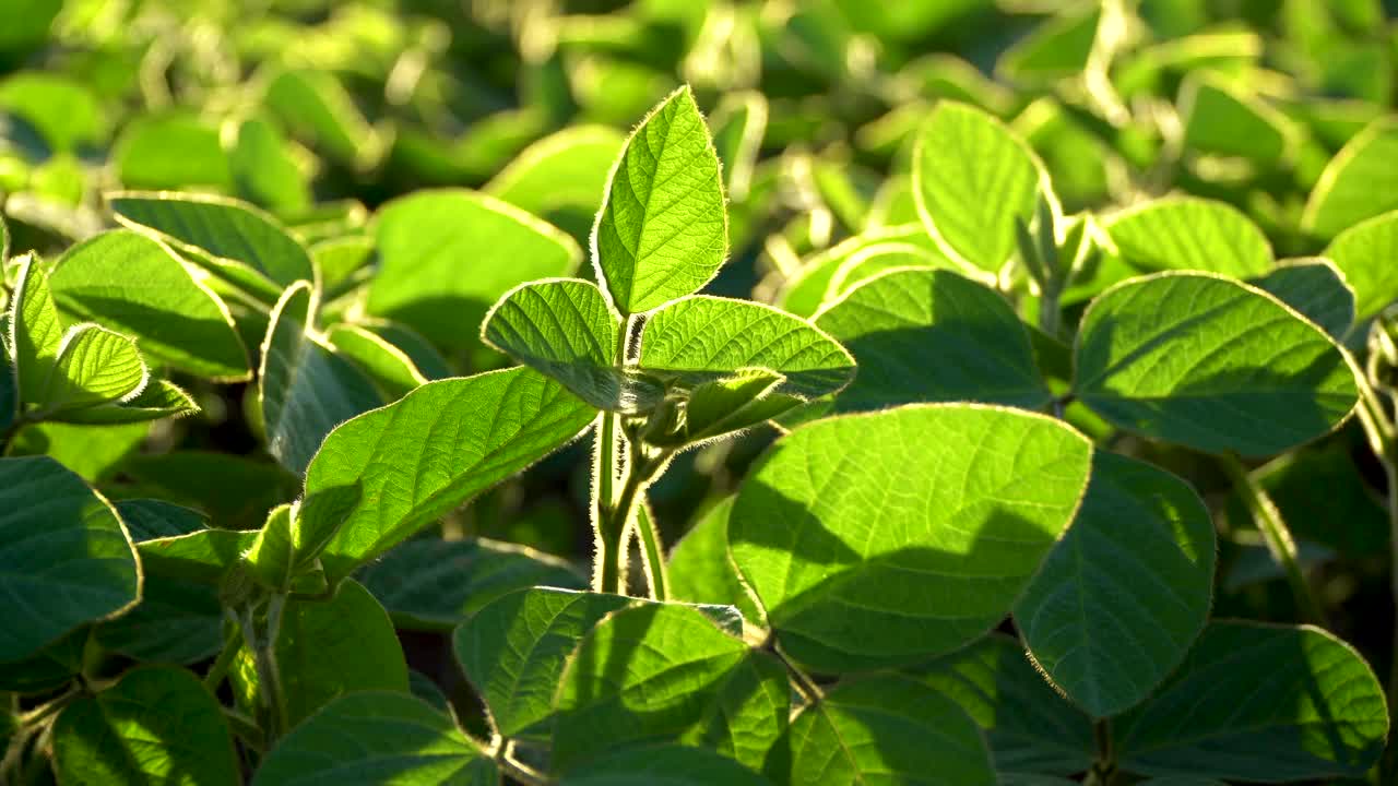 绿色大豆植物特写镜头。黄豆叶在风中摇摆。晴天的农业大豆种植园。农业。视频素材