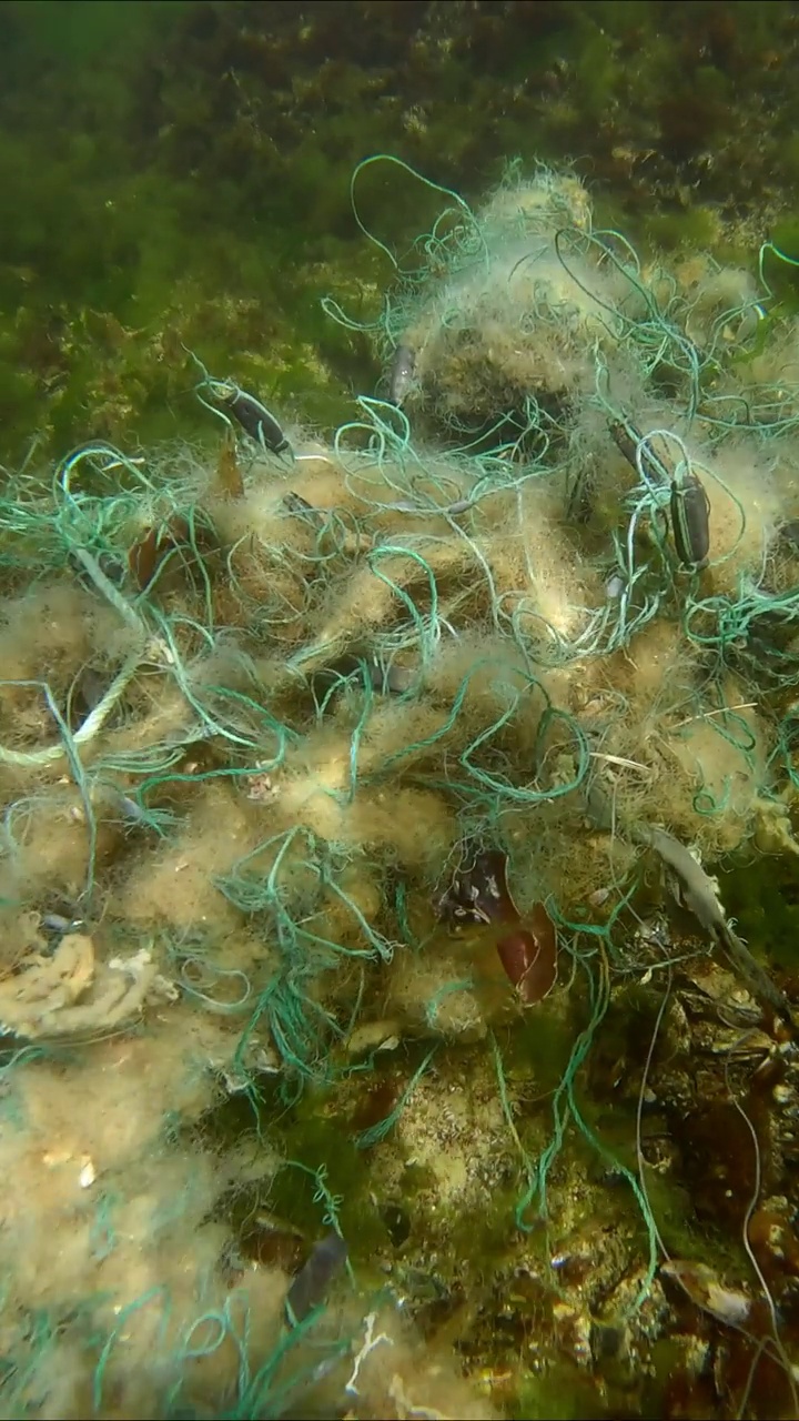 丢失的渔网躺在黑海浅水区绿藻Ulva的海底视频素材